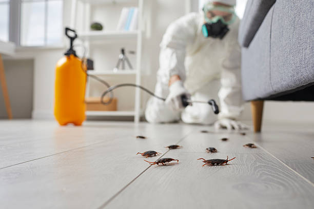 Post-Treatment Bed Bug Interceptor Monitoring in Lacon